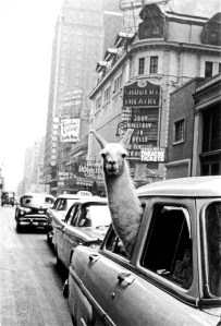 1957-A-Llama-in-Times-Square-by-Inge-Morath