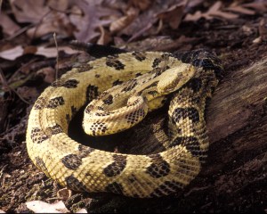 timberrattlesnake