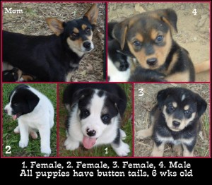 Courtesy of Pawfect Life Rescue