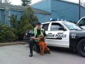 courtesy of bellinghamma.org stock photo of Bellingham K9