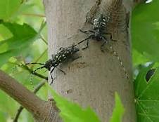 asainlonghornedbeetle