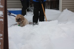 march2013cardfull 299