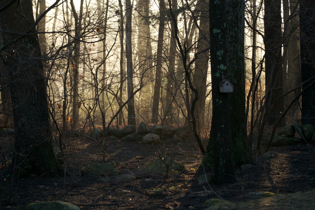 johnreedmistysunrise