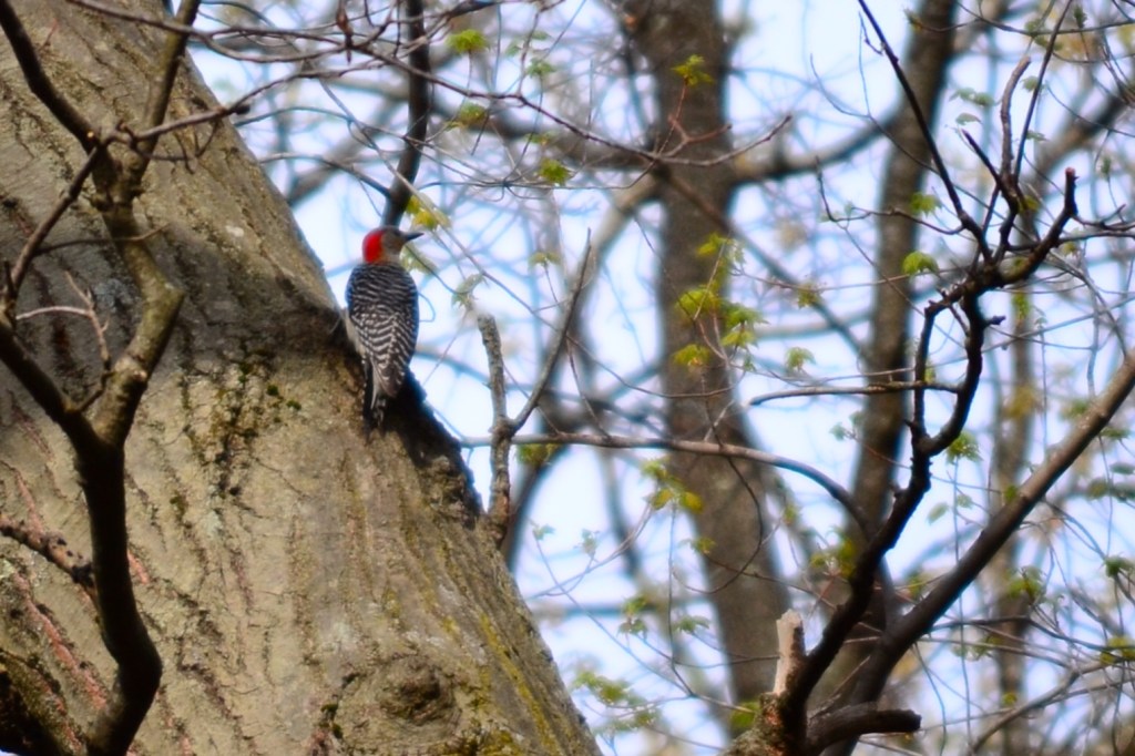 redwoodpecker