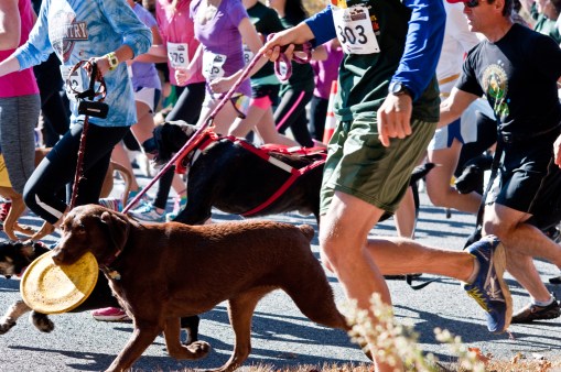 Baypath 5K frisbee dog - Beth Oram Photography