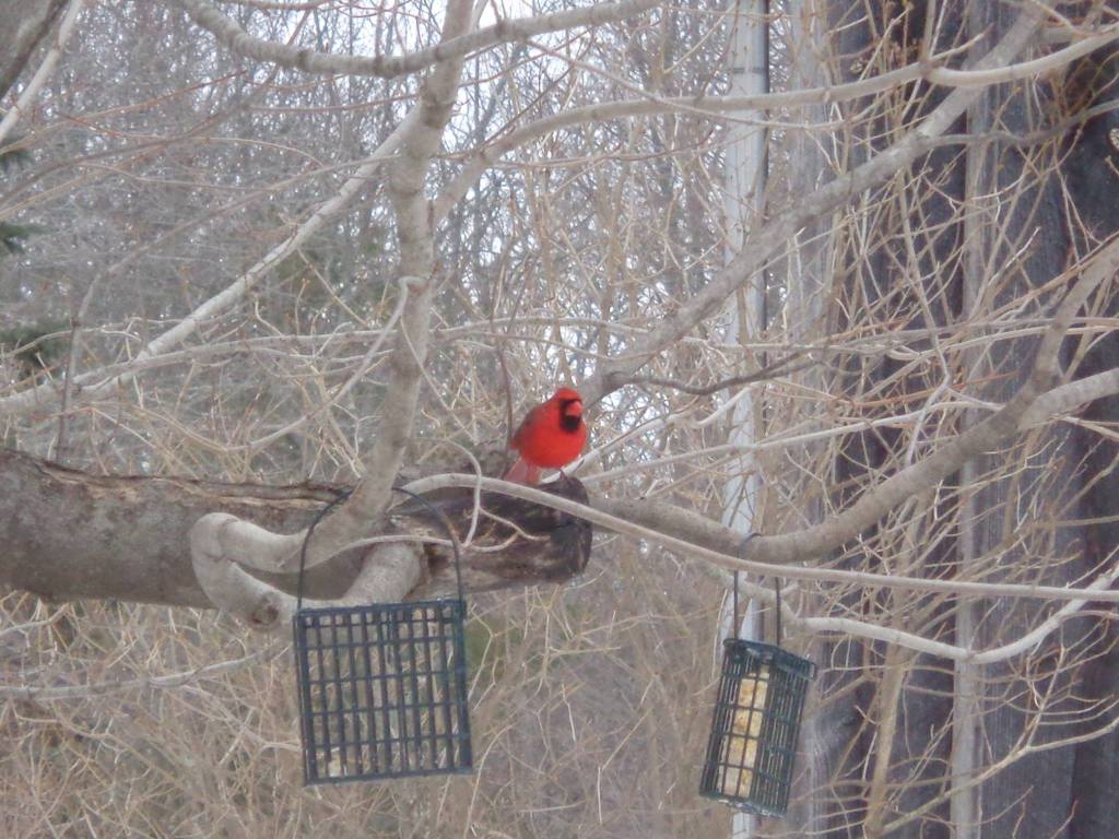 cardinal upton state forest