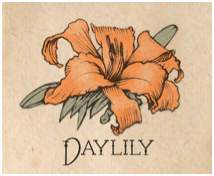 daylily