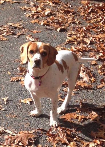 missing beagle