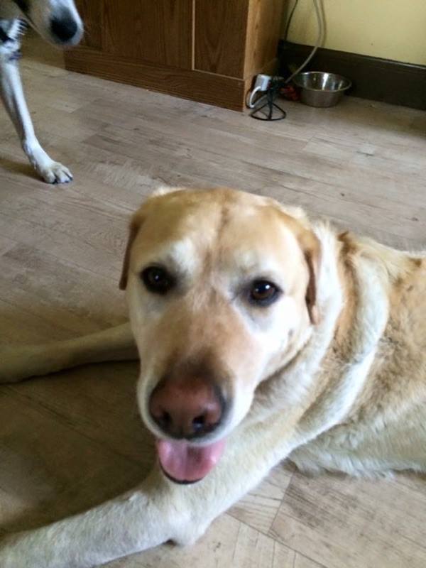 11117417_1601066666827864_623317287_n