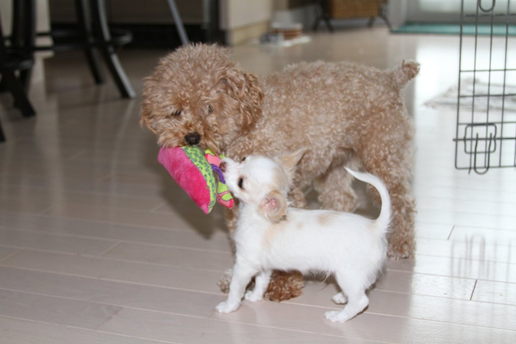 171301_197612440254834_5903564_o