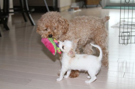 171301_197612440254834_5903564_o