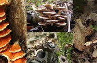 10504900_679358528808514_6982402527059094147_o