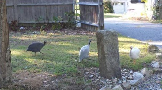 12027755_10207719634057549_1207579632978161932_n