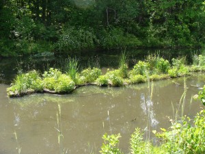 blackstone watershet