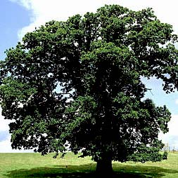 american chestnut tree.jpg