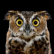 brad-wilson-owl-02