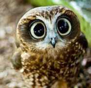 rsz_1confused_owl