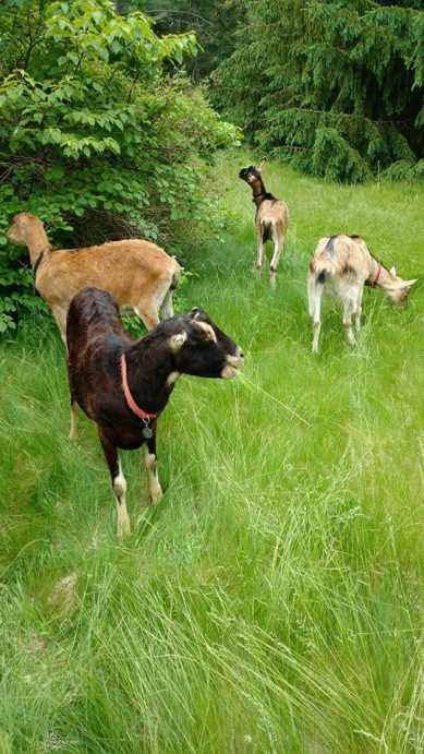 Goats have arrived.jpg