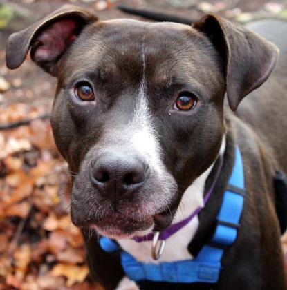 animals-jeezy_a902dd4a_3