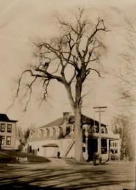 Parson Elm - Upton Historical Society Images